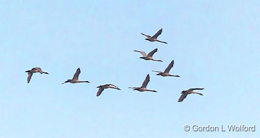 Eight Swans In Flight_P1230427.jpg - Photographed at Smiths Falls, Ontario, Canada.